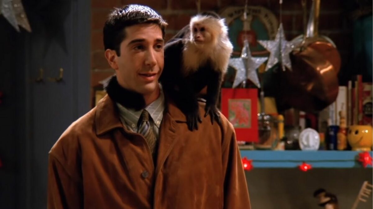 No Monkey Talk, Marcel’s Trainer Responds to David Schwimmer